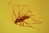Three Detailed Fossil Flies (Diptera) In Baltic Amber #58142-3